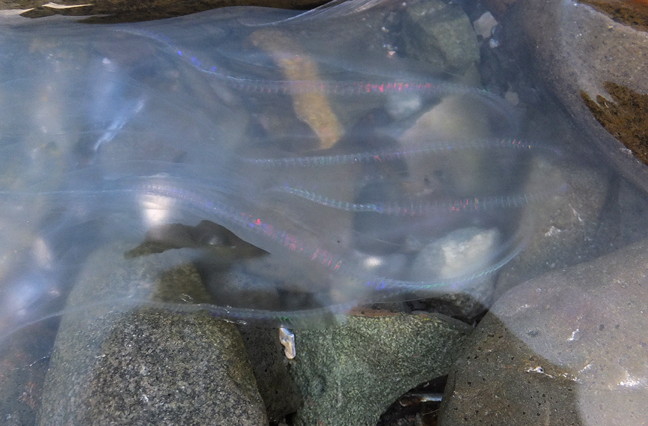 What the heck's in the water on the shores of Sanikiluaq? Why a jellyfish of course. Can you see it? Local photographer Sarah Meeko snapped this shot on Nov. 19. She said she used to wonder what made the water glitter before eventually realizing it was the jellies. In fact, this one looks like a comb jelly, sister creatures which are slightly different from regular jellyfish. It might be an Arctic comb jelly, commonly found near the surface of cold, northern waters, according to the Smithsonian's Ocean Portal website. It has special 