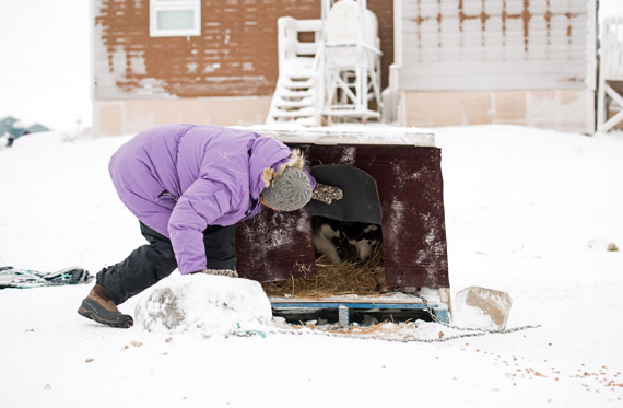 Bernie Thompson, who helps run the local animal rescue group Diamonds in the Ruff, distributes hay to dog shelters in Cambridge Bay Dec. 12. The hay was donated to the local animal rescue group Diamond in the Ruff by the NWT SPCA in Yellowknife. (PHOTO BY DENISE LEBLEU IMAGES)