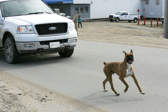 A loose dog enjoys a run through downtown Iqaluit, in a photo taken in 2013. Iqaluit's municipal enforcement department says any loose, unlicenced dogs will earn their owners a minimum fine of $100. (FILE PHOTO)