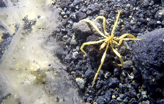 The new polar giants? A new study by American researchers finds that sea spiders in both the Antartic and Arctic oceans are growing larger than usual. Researchers with the National Science Foundation and the U.S. Antarctic Program discovered that sea spiders living in both the Antarctic and Arctic regions, while generally small in size, are now growing legs up to nine inches long. The phenomenon, known as polar gigantism, could be attributed to the abundance of oxygen in the seawater, researchers say. As Arctic oceans continue to warm and oxygen levels fall, those findings could have an impact on the conservation of sea spiders and other marine creatures. (IMAGE COURTESY OF PYCNO WATCH THIS/YOUTUBE)