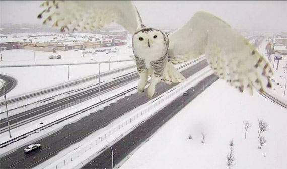 Say cheese: This snowy owl is spotted navigating a highway outside of Montreal Jan. 3. Quebec's Transport Minister Robert Poeti tweeted this image Jan. 7, captured by Transport Quebec surveillance cameras along highway A-40, just west of Montreal. Snowy owls breed north of the Arctic Circle, but migrate farther south in the winter months. The birds have been spotted in more southerly locations, like southern Quebec and Ontario, in recent years, where they are likely on the hunt for more food sources. The snowy owl is Quebec's official bird. (PHOTO COURTESY OF TRANSPORT QUEBEC)
