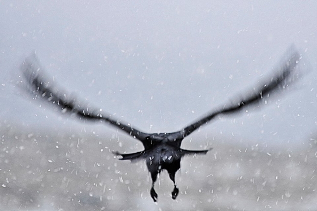It's tough to get shots of birds in flight in perfect focus but somehow, it seems more fitting to have the blur of movement. That's how we see birds move in real life anyway. Pangnirtung photographer David Kilabuk says when he wants to photograph birds, he usually heads to the town dump, which is where he captured this tulugak at the end of January. (PHOTO BY DAVID KILABUK)