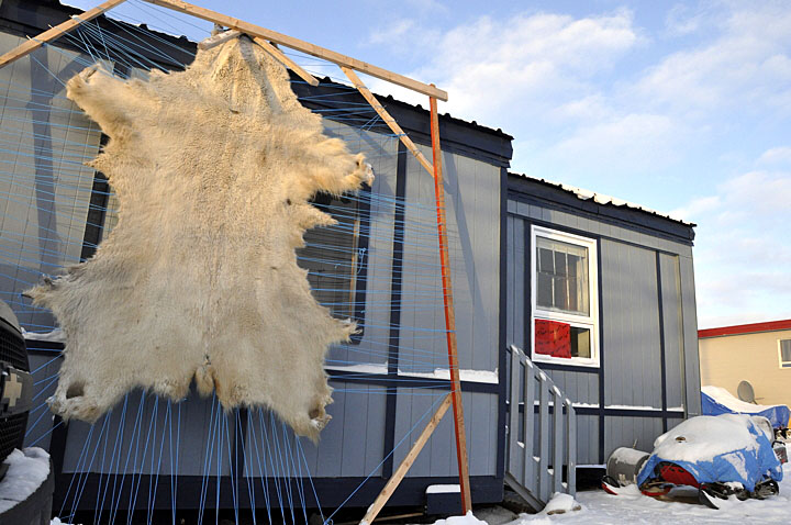 A polar bear skin dries in the Iqaluit sun. A decline in the global fur market has meant a 30 to 40 per cent drop in prices for many Nunavik and Nunavut-harvested pelts at auction. (FILE PHOTO)