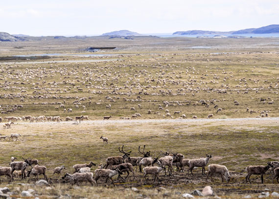 Animals from the the Qamanirjuaq herd migrating past Rankin Inlet. (FILE PHOTO)