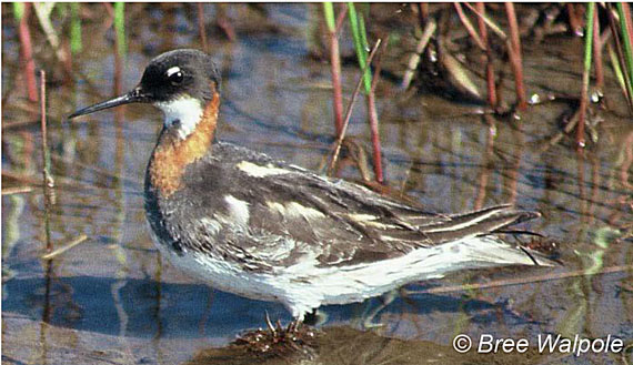 Officials with the federal environment department want to list the red-necked phalarope as a species of “Special Concern” under the Species at Risk Act. (COSEWIC IMAGE)