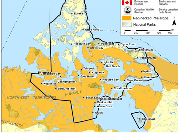 The red-necked phalarope's ranged extends across Nunavut. (COSEWIC IMAGE)