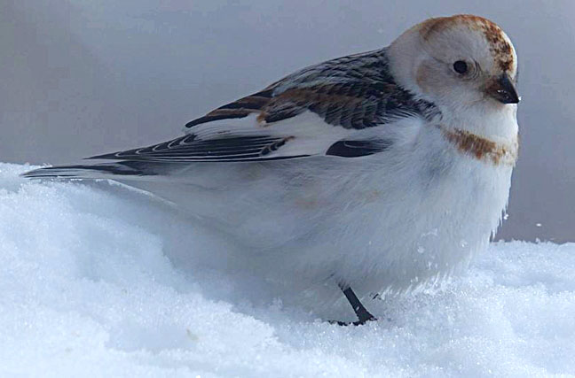 One of the Arctic's treasured songbirds, the snow bunting, returns to its summer home in Sanikiluaq April 18. Snow buntings, which winter in southern Canada and the northern United States, usually migrate north to breed in April and May; the males return first, when snow still covers the ground, to stake out and defend good nesting sites. When the females return a month or so later, they pair up and make nests in deep cracks and cavities in rocks, according the Cornell Lab of Ornithology's All About Birds website. Females then remain at the nest for most of her offspring's incubation. The breeding males keep their mates alive on the nest by bringing them food. (PHOTO BY SARAH MEEKO)