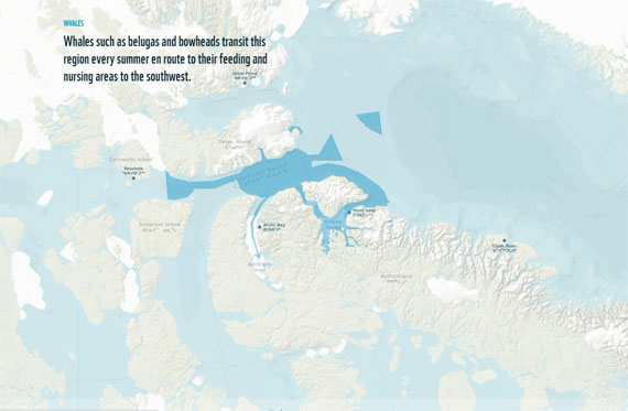 WWF-Canada's new interactive map of Lancaster Sound allows users to see footage and hear stories of the region known in Inuktitut as Tallurutiup Tariunga. (IMAGE COURTESY OF WWF)