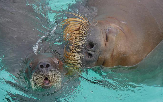 Arnaliaq, born near Akpatok Island in Nunavik, poses with her month-old walrus pup, a female born May 7 at Aquarium du Québec. Another female walrus at the aquarium, Samka, gave birth to male pup May 23 – both are among the first walruses to be born in captivity in Canada. Now the aquarium is looking for names for the two little ones. From now until June 8, you can submit your suggestions to the aquarium’s Facebook page at www.facebook.com/aquariumduquebec. A jury will select the top ten suggested names, which the public will then have a chance to vote on. The chosen names will be revealed June 23. (PHOTO COURTESY OF THE AQUARIUM DU QUEBEC)