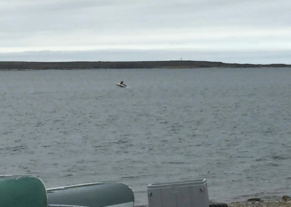 A rare sighting in Puvirnituq: residents of the Hudson coast community in Nunavik spot an orca, or killer whale swim, into the Puvirnituq river early July 5. The whale spent the day in viewing distance of the community of 1,700, following a pod of beluga whales. The last reported sighting of killer whales in Nunavik was in 2013, when a group of orca whales became trapped in the sea ice near Inukjuak. A 2012 study found that melting sea ice is attracting more killer whales, or orca, to the Canadian Arctic where the whales are preying on mammals like seals, belugas, narwhals and even the much larger bowhead whale. (PHOTO BY MUNCY NOVALINGA)