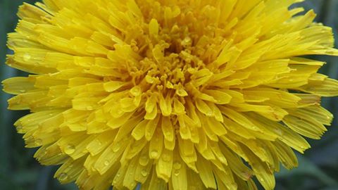 Drops of water coat this dandelion, one of thousands to be found in Sanikiluaq. (PHOTO BY SARAH MEEKO)