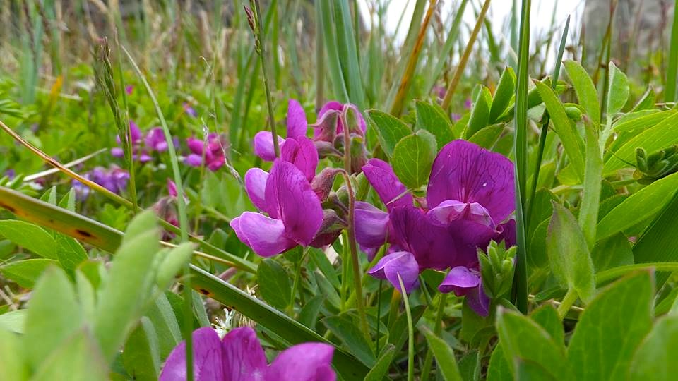 Sweetpeas are among the many species of flowers carpeting the land in Sanikiluaq. (PHOTO BY SARAH MEEKO)