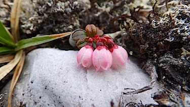 Delicate Arctic cranberry flowers nestle against a remaining patch of snow. (PHOTO BY SARAH MEEKO)