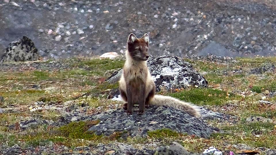 This young fox didn't budge when Sanikiluaq photographer came close enough to take this recent photo. (PHOTO BY SARAH MEEKO)