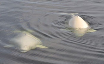 Nunavik's current beluga management plan has allocated about 90 per cent of its total allowable take — that’s 143.7 of 162 whales. The plan runs through until Jan. 31, 2017. (FILE PHOTO)