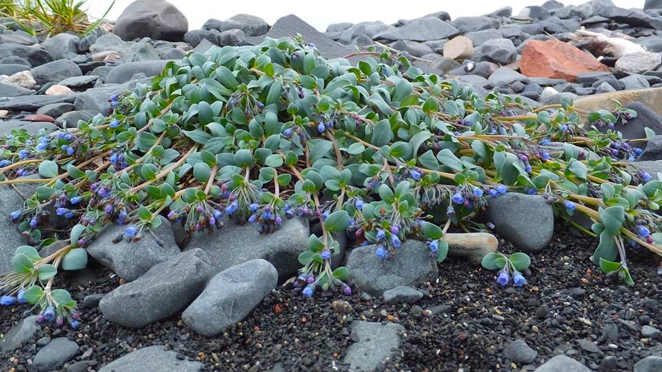 By the shore, an oyster leaf plant, in flower, reaches over the rocks. (PHOTO BY SARAH MEEKO)