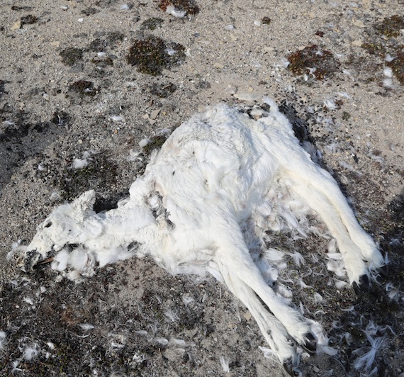 This is just one of the many dead caribou spotted in 2015 on Prince Charles Island by researchers. (PHOTO BY PAUL SMITH)