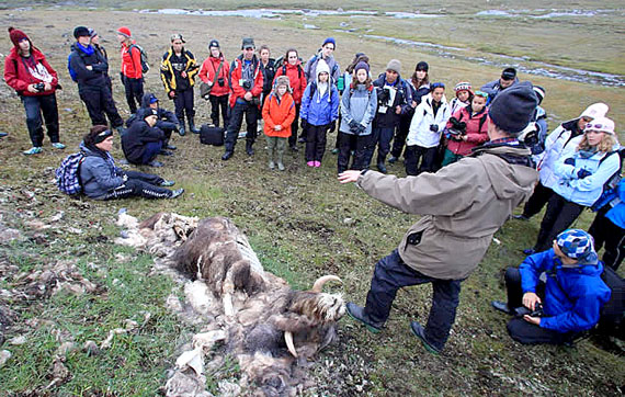 The Students on Ice expedition visited Diana Island in Ungava Bay on one of its recent trips through the Arctic. Here, biologist David Grey shows students a dead muskox, likely killed by wolves. (FILE PHOTO)