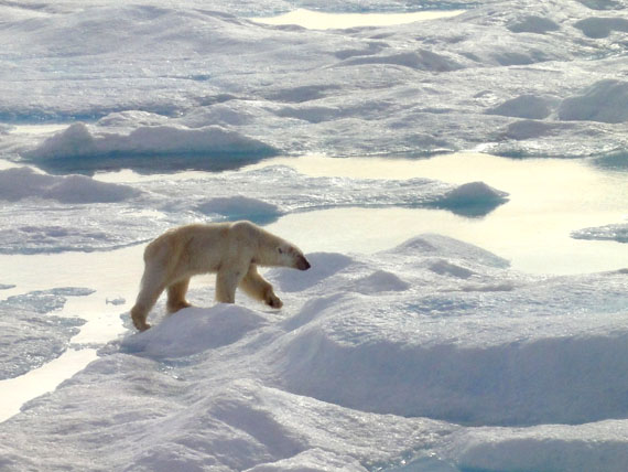 Environment Canada wants the Government of Nunavut to use a microchip system to ensure that all legally-harvested polar bear pelts sold from Canada can be tracked. (FILE PHOTO)