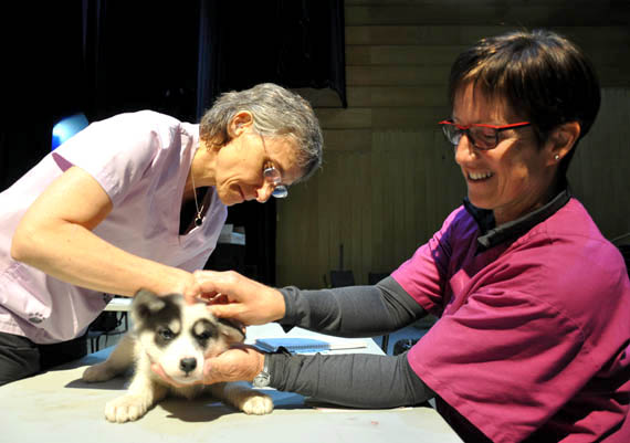 Eight-week-old Avaluk lies still Sept. 12 in Kuujjuaq while veterinarian Caroline Fortin, left, gives him a base vaccination to help protect the pup against some of the most common diseases that infect Nunavik’s dogs: distemper, parvo-virus and rabies. Fortin and her colleague, Elaine Fafard, right, who work for Quebec’s department of agriculture, are hosting free vaccination clinics along the Ungava coast this week. Dog owners in Kuujjuaq can bring their animals to Katittavik hall in Kuujjuaq Sept. 13 between 10:00 a.m. and 12:00 p.m., 1:00 p.m. and 5:00 p.m. and 6:00 p.m. and 8:30 p.m. to be vaccinated and registered. The clinic heads along the Ungava coast Sept. 14, stopping in Tasiujaq, Aupaluk, Kangirsuk, Quaqtaq, Kangiqsujuaq and finally, Kangiqsualujjuaq. Residents in those communities should contact their local northern villages for clinic hours. (PHOTO BY SARAH ROGERS)