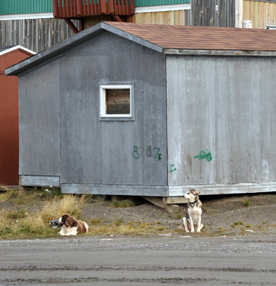 Researchers from northern Quebec are trying to get a clearer picture of the human-dog relationship in the North, in order to inform more cultural appropriate management practices. (PHOTO BY SARAH ROGERS)