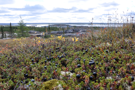 Berries grow on a hillside overlooking Kuujjuaq. Gin maker Ungava Gin says it’s harvested some, but not of its botanicals in the Nunavik region. (PHOTO BY SARAH ROGERS)