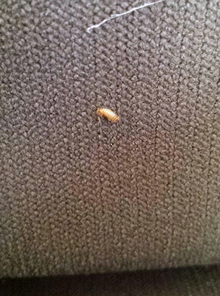 Erin Pameolik's niece found bugs in her couch at the Q residence. (SUBMITTED PHOTO)