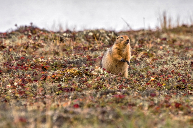 A siksik, or ground squirrel, enjoys munching on overripe aqpiit or cloudberries during the Labour Day long weekend in an area near Rankin Inlet called Uqsuriarlak Island, or Marble Island. (PHOTO BY PUTULIK PHOTOGRAPHY)