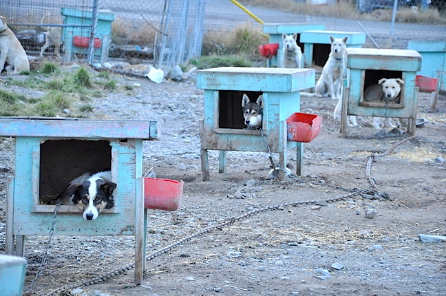 Sled dogs wait for their dinner in Rankin Inlet Sept. 29. With temperatures dipping below zero these days in that western Hudson Bay town, snow can't be far away. According to websites that track weather trends and snowfall, Rankin Inlet usually has 12 days of snow on average in October for a total of about 25 centimetres. So get ready qimmiit. Your summer rest will soon be over. (PHOTO BY THOMAS ROHNER)