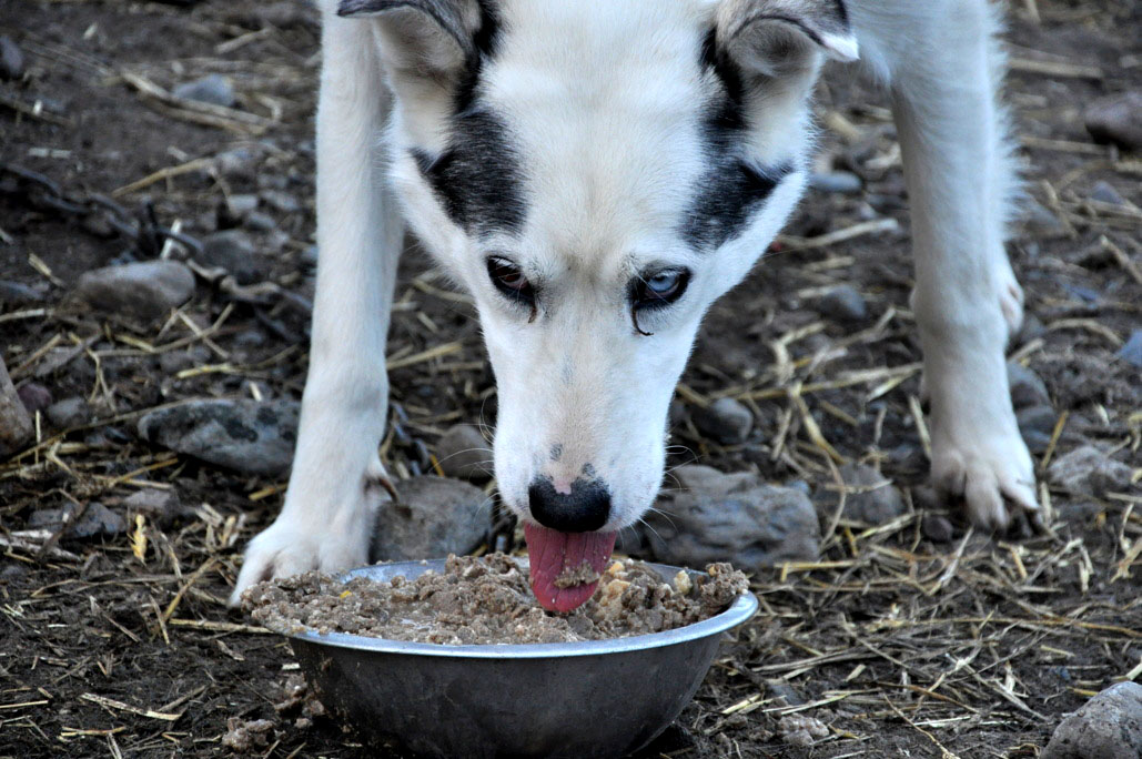 On of John Hickes' dogs enjoys a meal of ham, Arctic char and dog food. (PHOTO BY THOMAS ROHNER)