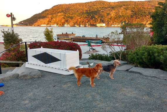Two four-legged models wait to be hitched up to a qamutik along St. John’s waterfront where Nunatsiavut artist Mark Igloliorte was drawing pet portraits Oct. 8. The project coincided with the Inuit Studies Conference which unfolded in St. John's, NL, Oct. 7 to Oct. 10. (PHOTO BY AMY PROUTY) 