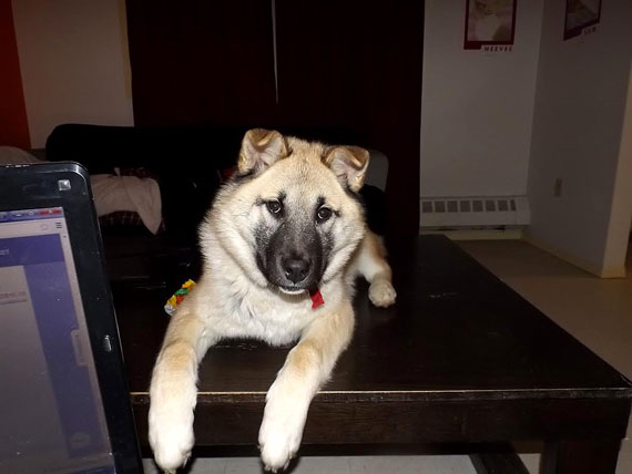 Here's Max, killed recently by an Igloolik hamlet worker in what some Igloolik residents believe may be an unofficial dog cull. (SUBMITTED PHOTO)