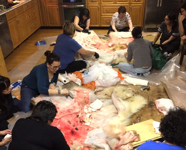 Women gather at the home of Goretti and David Kakuktinniq in Rankin Inlet Nov. 14 with ulus and rubber gloves to help clean skins of two polar bears harvested this fall by Daniel and Nathaniel Kaludjak. (PHOTO BY NOEL KALUDJAK)