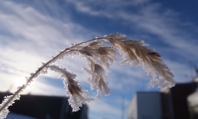 Mother Nature's frosting: It might not be made of sugar but morning frost in the Arctic can look just as sweet. This shot comes to us from Nunavut's southernmost community of Sanikiluaq, population 880, on the Belcher Islands in Hudson Bay, about 150 kms from the Quebec coastline. The mostly Inuit community, which lies below the 60th parallel, is starting to enjoy long days of sunlight, with a 7:10 a.m. sunrise and a 5:50 p.m. sunset. Compare that with Nunavut's northernmost community of Grise Fiord whose days are also growing, with eight hours of daylight currently, between 8:45 a.m. and 4:45 p.m. (PHOTO BY SARAH MEEKO)