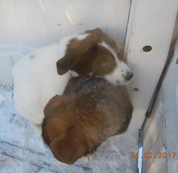 These two puppies huddle together for warmth after they were picked up Feb. 24 on the ice in Cambridge Bay. (PHOTO/FACEBOOK)