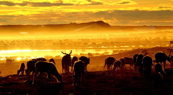 Caribou don't always stick to areas proposed for protected areas. Here, part of a huge herd of caribou are seen close to Agnico Eagle's Meliadine gold mine project near Rankin Inlet, where their presence prompted a 100-hour shutdown of outdoor operations in 2016. (PHOTO COURTESY OF AGNICO EAGLE MINES LTD)