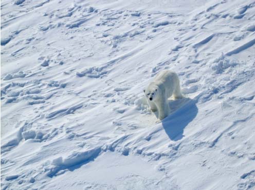 New research has found that travelling crosswind maximizes the area polar bears can sense through smell while they're hunting. (PHOTO COURTESY OF A. DESROCHER)