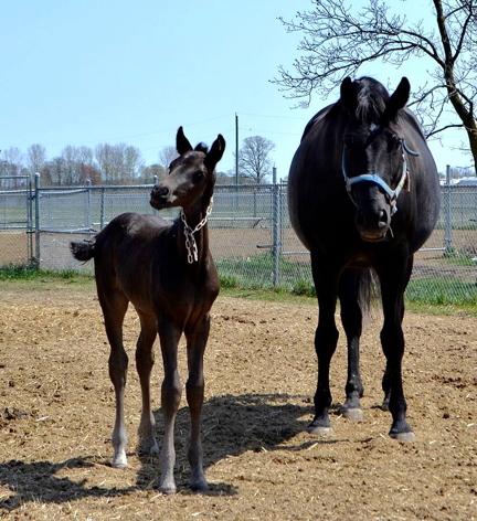 If you're 14 years old or younger, you're invited to enter a contest to name one of 14 new baby horses expected to become part of the RCMP Musicial Ride. Names have to start with the letter O and the online entry deadline is end of April. RCMP judges will also pick one classroom entry from across the country. (HANDOUT PHOTO)