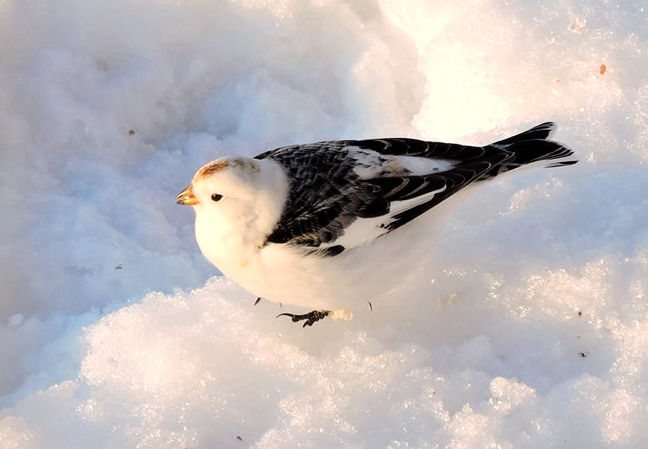 There's hope for spring in the Arctic: The snow buntings have returned to at least some parts of the Arctic after their winter holiday in southern Canada and the northern United States. This one was spotted with a flock of others in Sanikiluaq, on the Belcher Islands in Hudson Bay, on April 10. According to our photographer, the snow buntings usually arrive at the end of March or beginning of April and stay until the end of October. Males usually arrive in the breeding grounds first to scope out good real estate for nesting. Once the females lay eggs, it's the male's job to bring them food so the females can stay on the eggs and keep them warm. Room service, please! (PHOTO BY SARAH MEEKO)