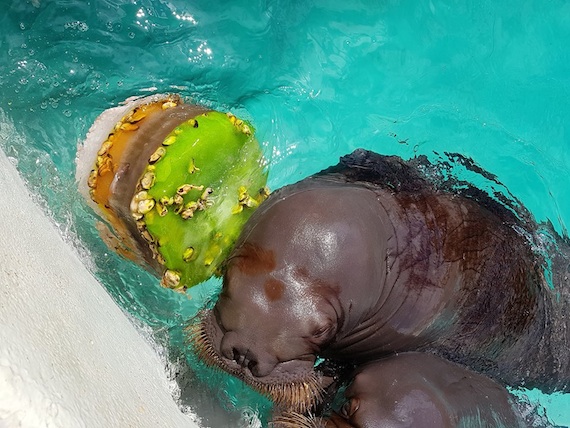 When any day can feel like a birthday: Balzak, a walrus at the aquarium in Quebec City, gets a treat: a layer cake made of mussels, fish and shrimp. (PHOTO BY ISABELLE GIROUX/AQUARIUM DU QUEBEC)  
