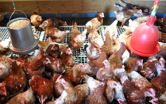 Laying hens in Kuujjuaq gather around the entrance of their coop just outside of the Nunavik community. Staff from the local Nayumivik Landholding Corp.  care for the 120 laying hens and package and sell their eggs to the community, with free eggs available for local elders. Read more about the project later at Nunatsiaqonline.ca. (PHOTO BY SARAH ROGERS) 