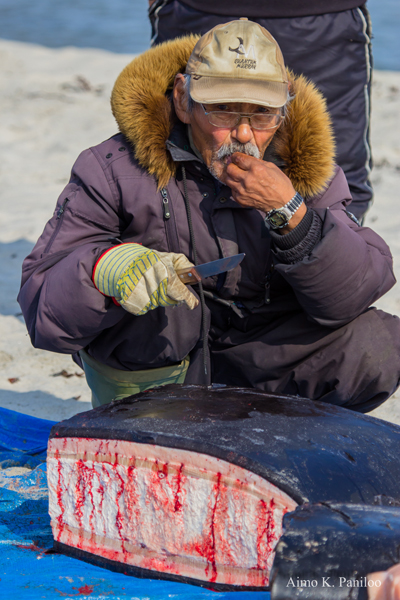 Peter Paneak enjoys a piece of muktuk after a bowhead hunt in 2014. (FILE PHOT0)