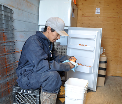 Sammy Tooma cleans eggs at Kuujjuaq's hen house in May. The local Anguvigak hunters and trappers organization plans to build a larger facility to house the birds, which lay around 100 eggs each day. (PHOTO BY SARAH ROGERS)