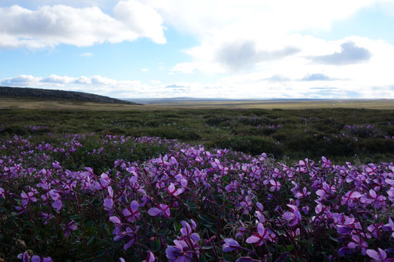 Dwarf fireweed or paunnat colours the landscape outside Baker Lake. To all of our readers and advertisers; because of the Civic Holiday weekend in Nunavut and Ontario, the Nunatsiaq News offices in Iqaluit and Ottawa will be closed Monday, Aug. 7. and will re-open Tuesday, Aug. 8. If you live in either Nunavut or Ontario, have a great long weekend and we will see you soon! (PHOTO BY LARS QAQQAQ)