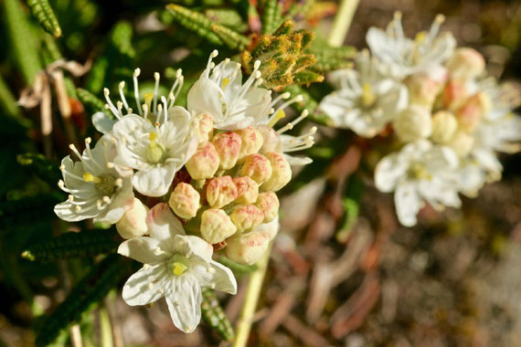 The white and pink flowering heads of the Labrador tea plant poke out from the tundra at Sylvia Grinnell park in Iqaluit. Labrador tea or Qijuktaaqpait has a number of uses; its leaves are most commonly brewed as tea and Inuit on Baffin Island have traditionally used its stems as a sort of chewing tobacco. (PHOTO BY FRANK REARDON)