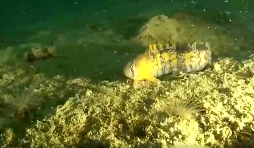 This banded gunnel is the only species of gunnel fish found in Arctic waters, which is why a group of divers got excited about seeing it while diving in waters near Cambridge Bay. (PHOTO COURTESY OF CANADA C3)
