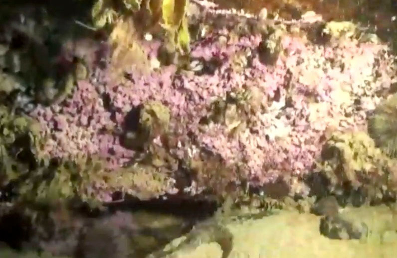 The pinkish-red colour of this algae found beneath the waves near Cambridge Bay have earned it the title “bubblegum algae.” (PHOTO COURTESY OF CANADA C3)