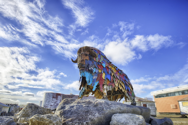 Beautiful to behold but it might not be good in a stew... this colourful muskox was made entirely from recycled metal collected from the Cambridge Bay dump. The pieces were cut, painted and welded by local youth, under direction from visiting artists Kerry and Amanda Illerbrun, who run Kastawayz Art, an “upcycled art” business, from their Vancouver Island home. (PHOTO BY DENISE LEBLEU IMAGES)