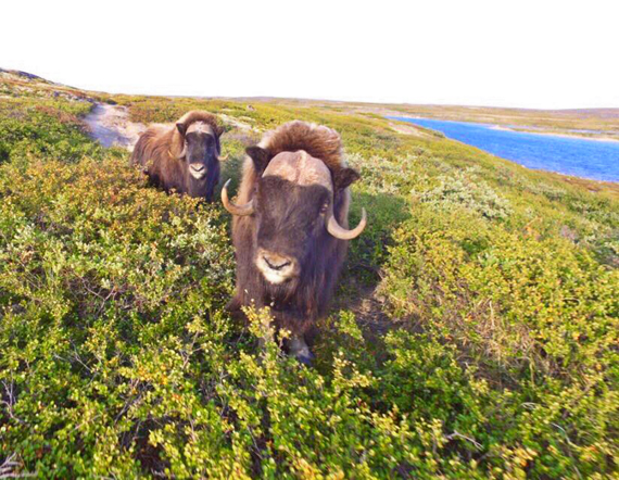 Sandy Etok got up close and personal with a pair of muskoxen recently, thanks to his new toy—a second-hand drone. The animals were spotted unusually close to the Inukjuak airport Aug. 22. (PHOTO BY SANDY K. ETOK) 
