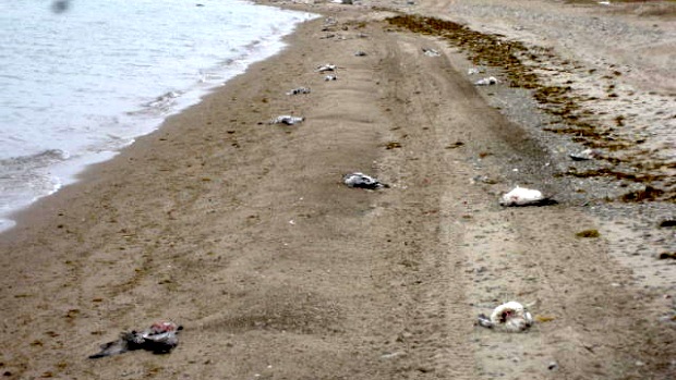 This photo from Nunavut's environment department shows the carcasses of dead snow geese which lined the Long Point Beach outside Cambridge Bay on the weekend of Aug. 19 and Aug. 20.